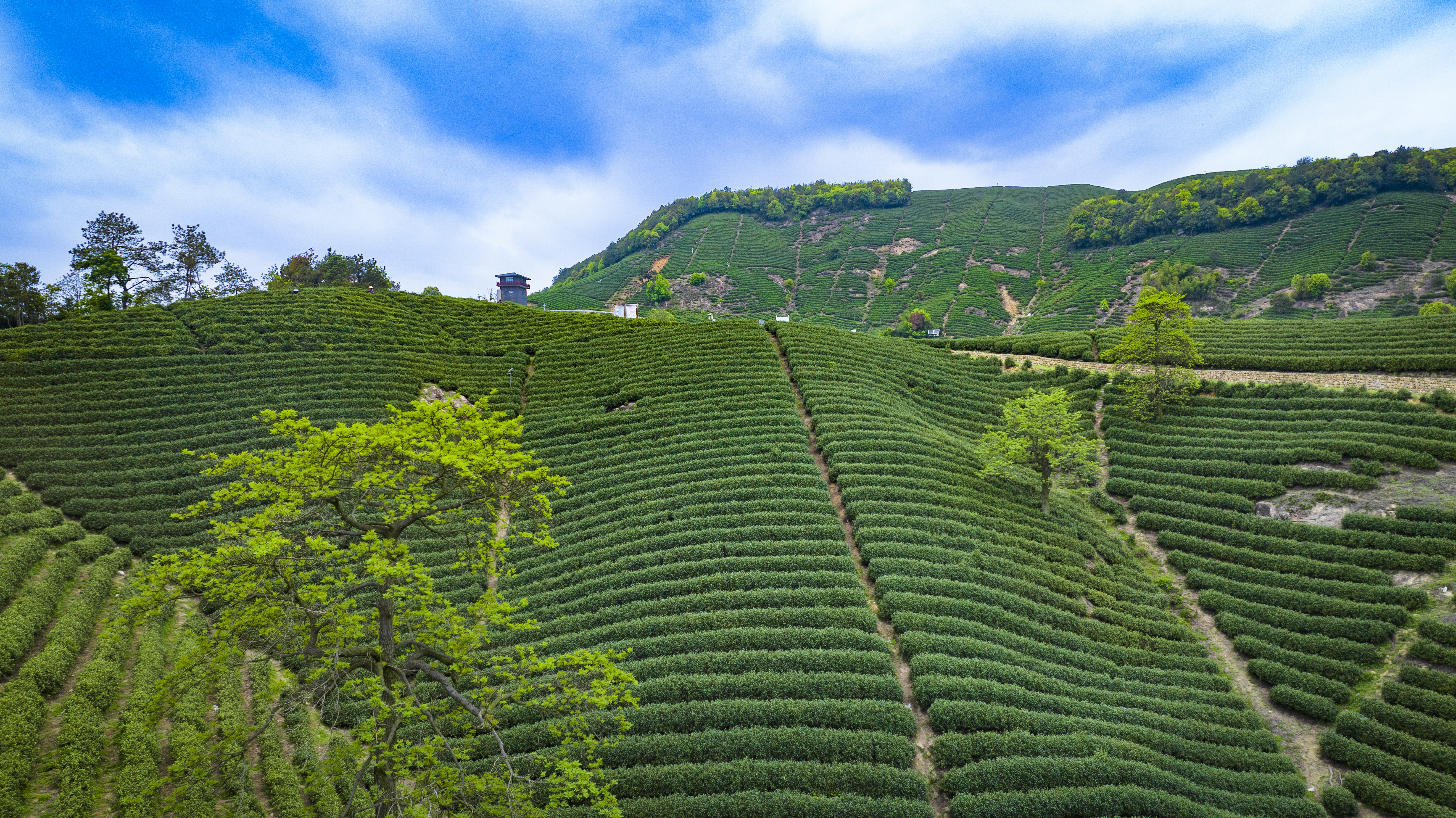 Jingshan tea gardens