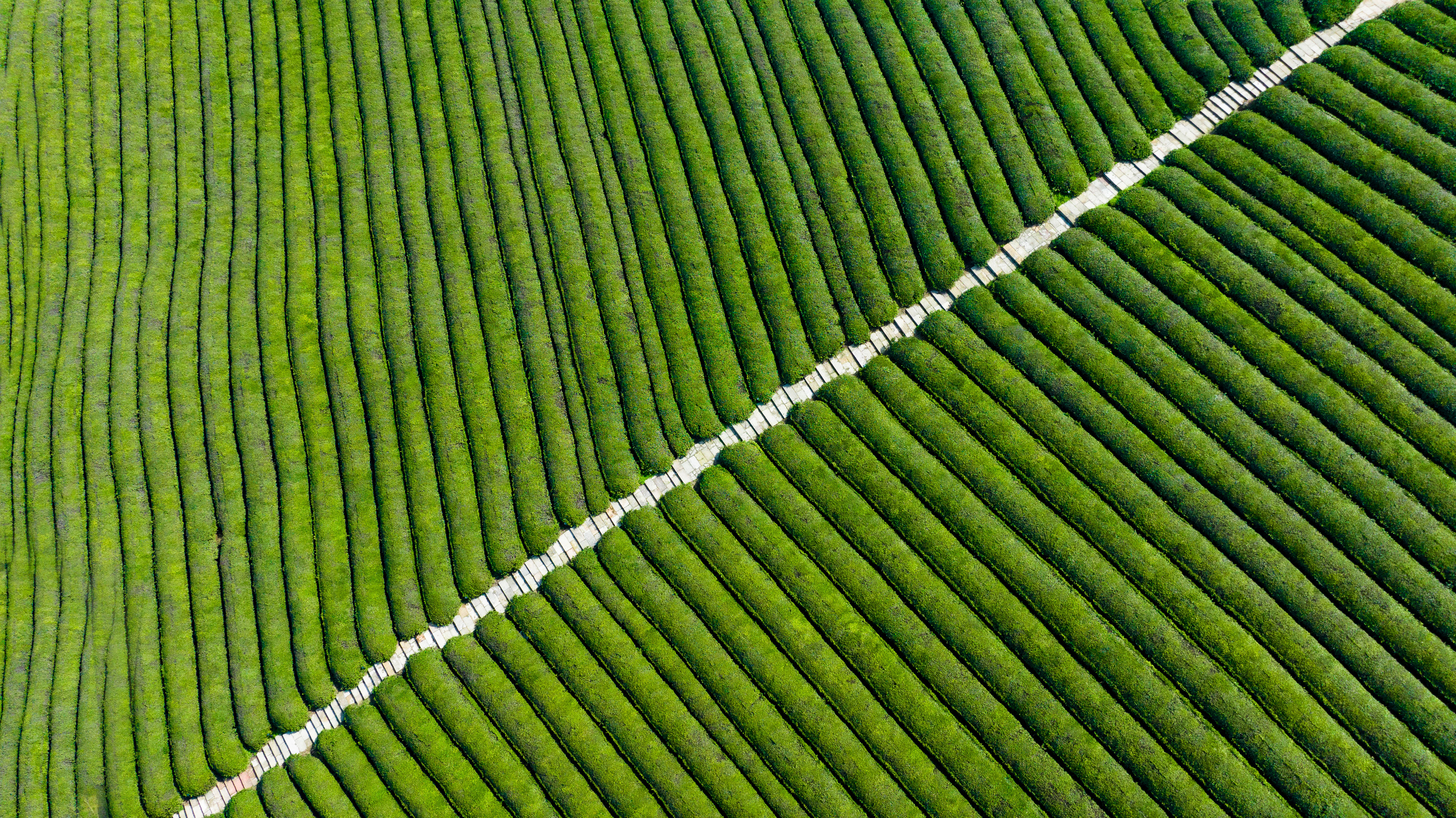 Aerial view of Jingshan tea rows