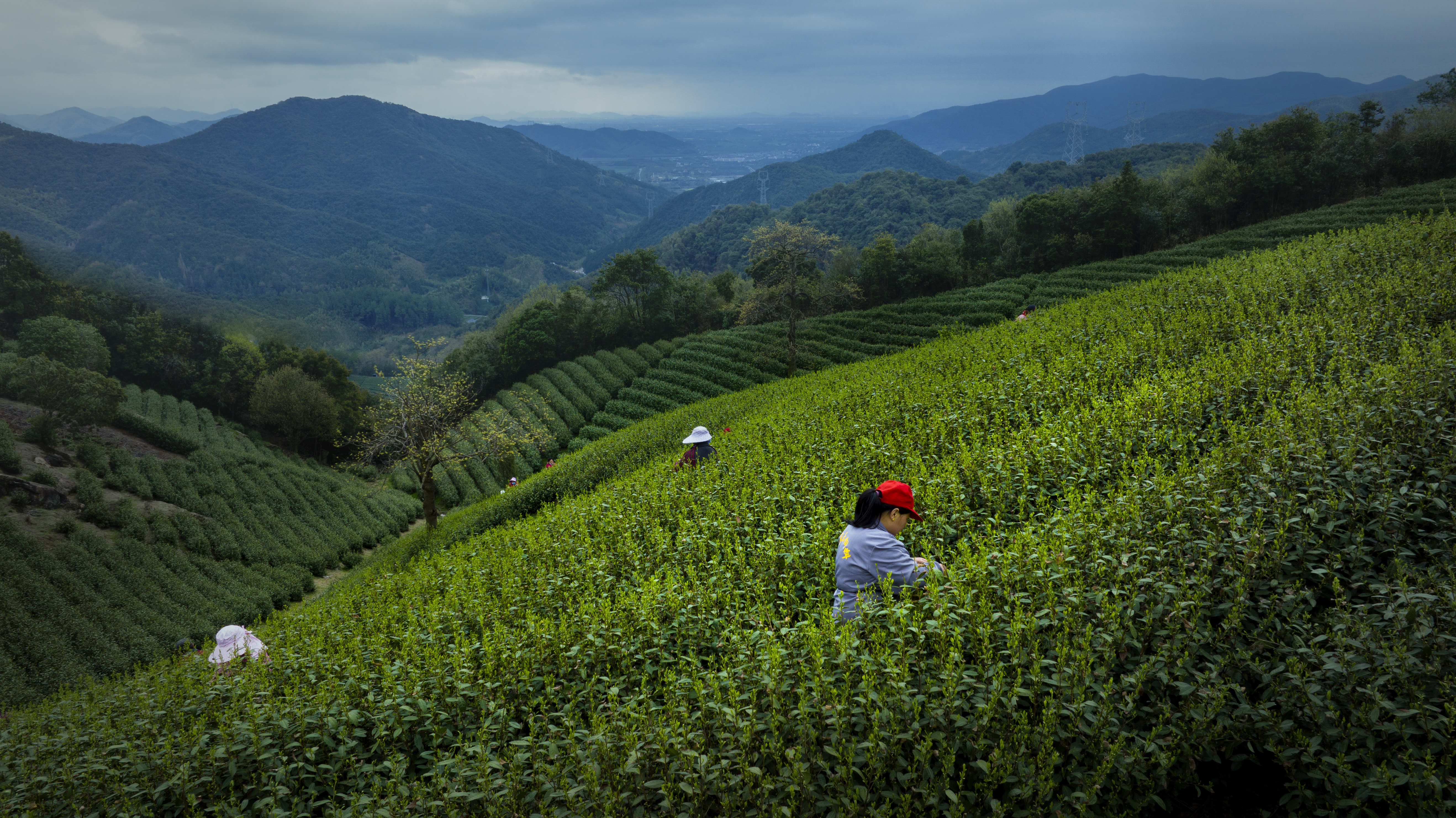 Tea picking at Jingshan