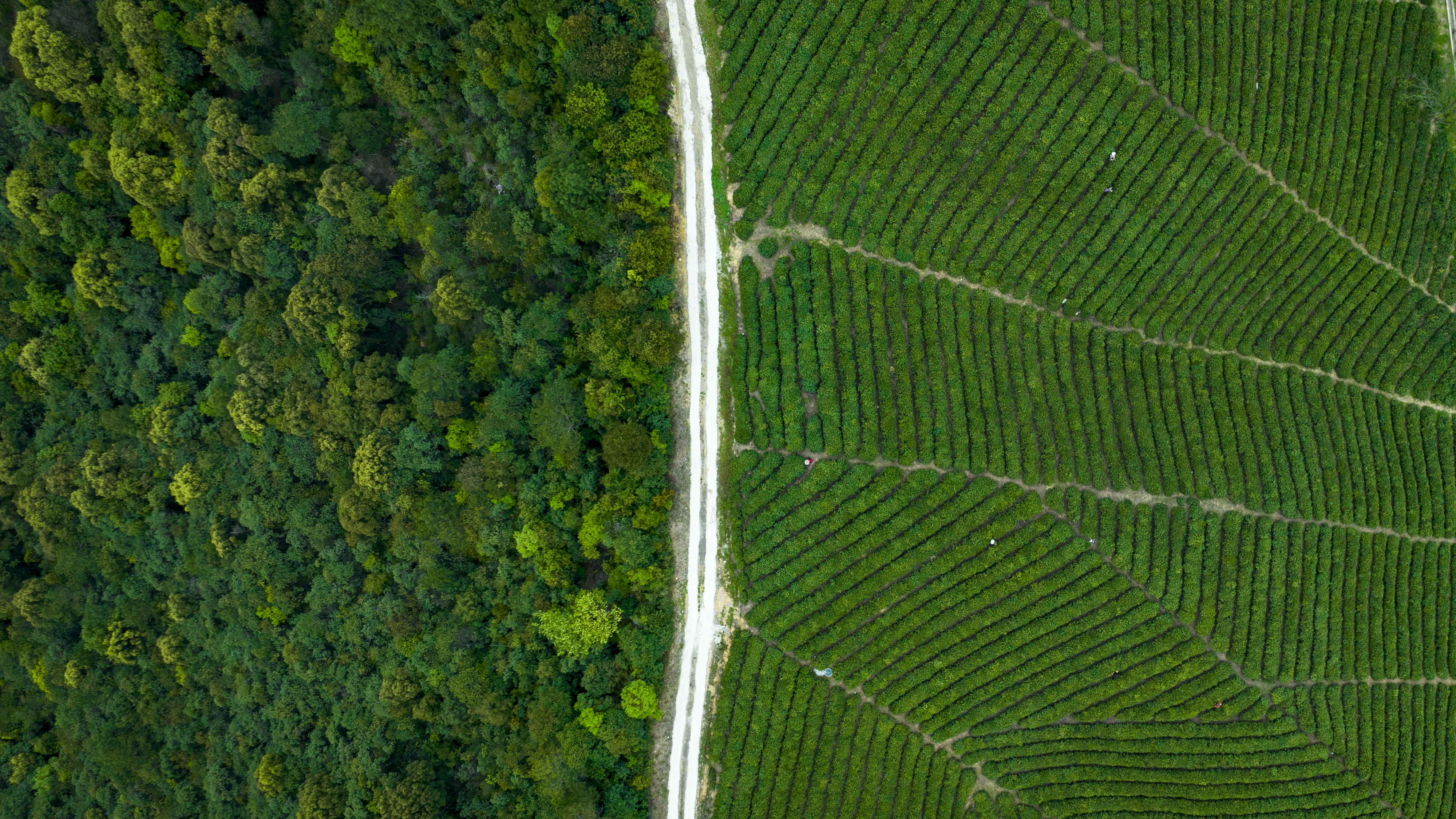 Forest and tea fields at Jingshan